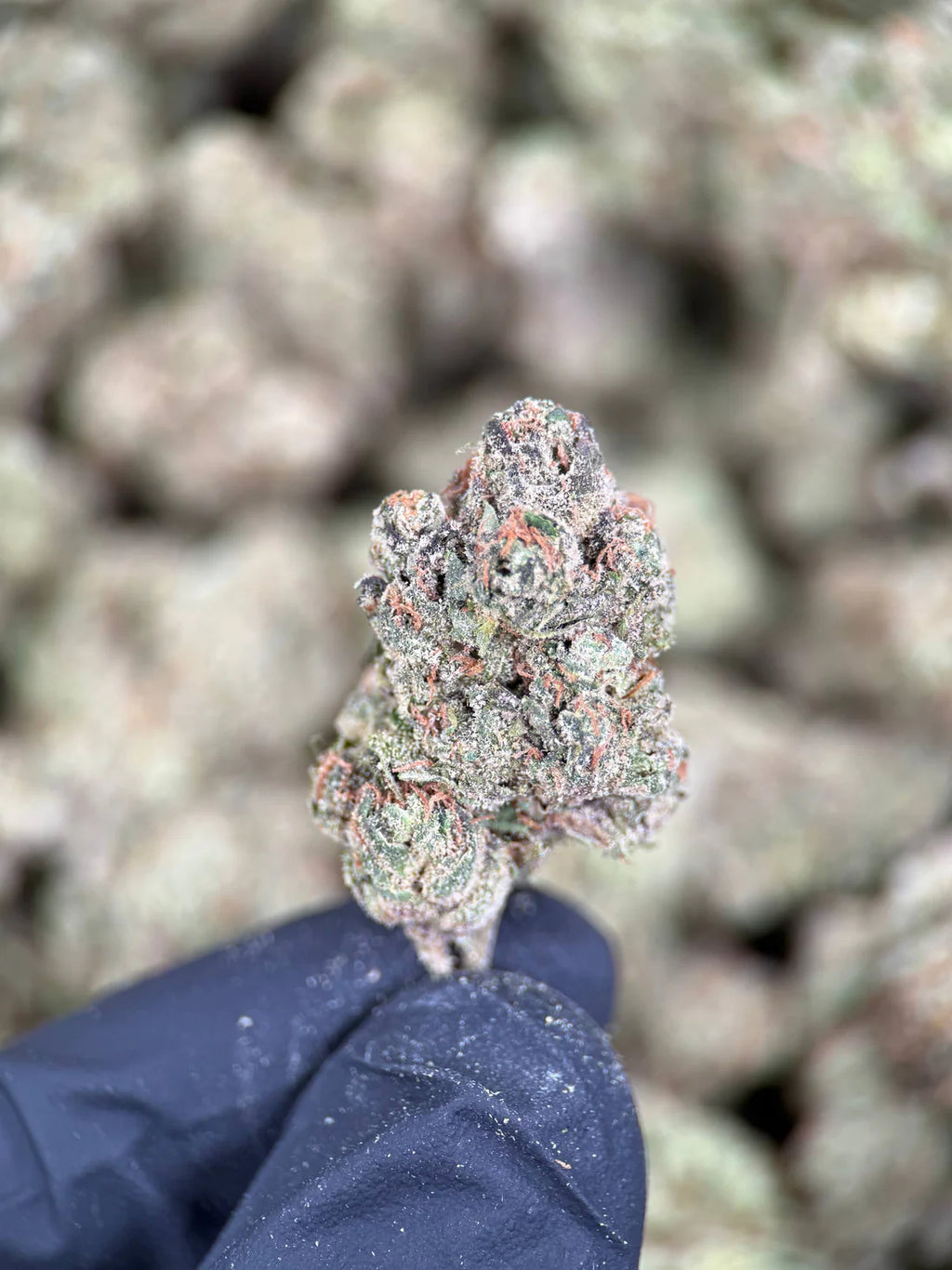 Blue Dream – Premium Hemp Flower